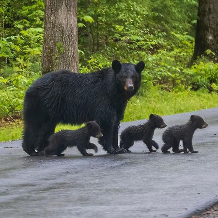 Smoky Mountain Serenity, Amazing Mountain Views 1089 Free Tickets Each Paid Day, Dollywood And More Sevierville Exterior foto